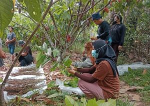 Miliki Kualitas Terjamin, Kebun Kakao Jadi Sumber PAD Baru Sulbar