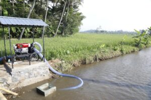 Pompanisasi dan Pupuk Terjaga, Petani Tetap Produksi di Tengah Kemarau