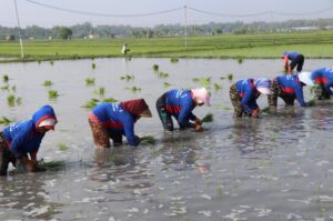 Hadapi Kemarau, Kementan Pacu Tanam Serentak di 38 Daerah