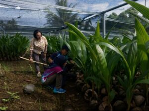 Kementan Pastikan 39.861 Bibit Kelapa di Sulut Siap Disalurkan ke Petani