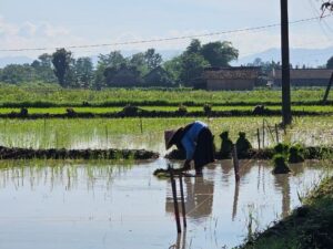 Kementan Akselerasi Tanam Serentak 50 Ribu Hektare untuk Jaga Produksi Pangan Nasional