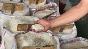 Produksi Beras Nasional Meningkat, BPS Proyeksikan Capai 28,71 Juta Ton