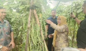 Panen Buncis di Arabika, Bupati Sinjai Sebut Bisa Suplai Kebutuhan SPPG