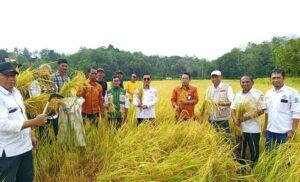 Produktivitas Padi di Sinjai Meningkat, Hasil Ubinan Capai 5,2 Ton per Hektare