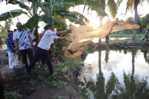Panen Ikan di Cenrana, Bupati Bone Dorong Potensi Lokal Dukung Program MBG