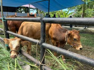 Brutus Juara Kontes Sapi Hasil IB, Bupati Andi Utta: Tahun Depan Bikin Skala Lebih Besar