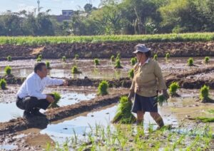 Sidak Sawah di Semarang, Mentan Amran Dengar Keluhan Petani, Langsung Hadiahi Traktor