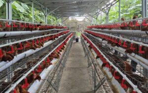 Lindungi Peternak Rakyat, Kementan Perketat Distribusi DOC Ayam Petelur