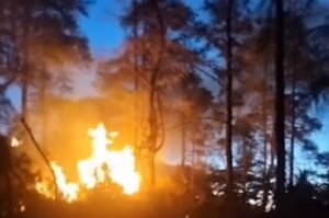 Kebakaran Hutan Pinus Malino Berhasil Dipadamkan Petugas Gabungan