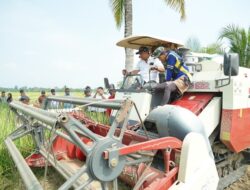 Panen Padi di Kamanre Luwu Capai 500 Hektare, Harga Gabah Tembus Rp7.200 per Kilogram