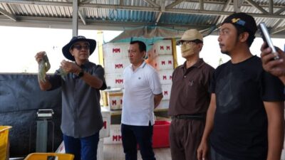 Unhas Panen 60 Ton Udang Vaname dari 11 Kolam Tambak di Jeneponto