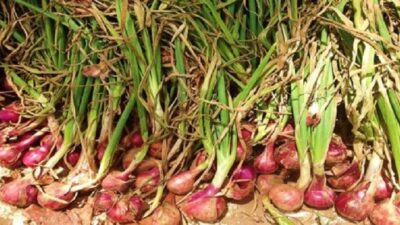 Kementan Perkuat Pengendalian OPT Hadapi Kekeringan, Cegah “Janda Pirang” pada Bawang Merah