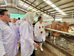 Kementan Perkuat Koperasi Susu, Kejar Tambahan 600 Ribu Sapi Perah Hingga 2029