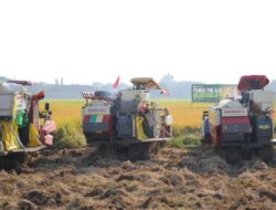 Mentan Amran Pastikan Pangan Nasional Aman Hadapi El Nino: Produksi Tetap Kuat, Surplus Terjaga
